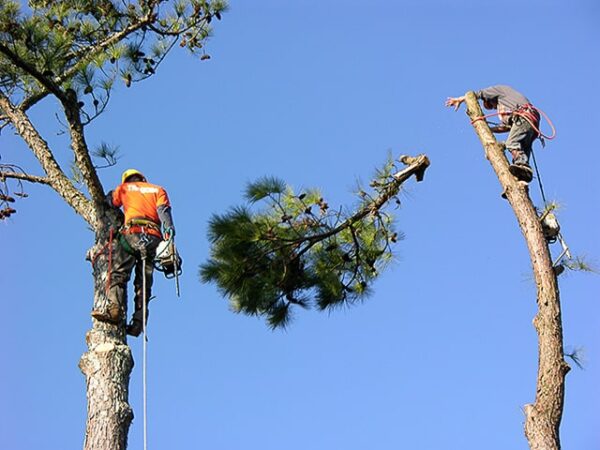 Your Tree Care Specialists